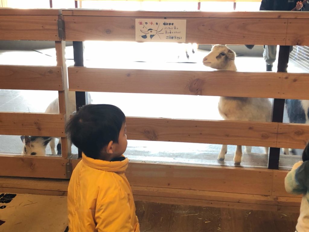 大手町牧場のヤギと２歳児