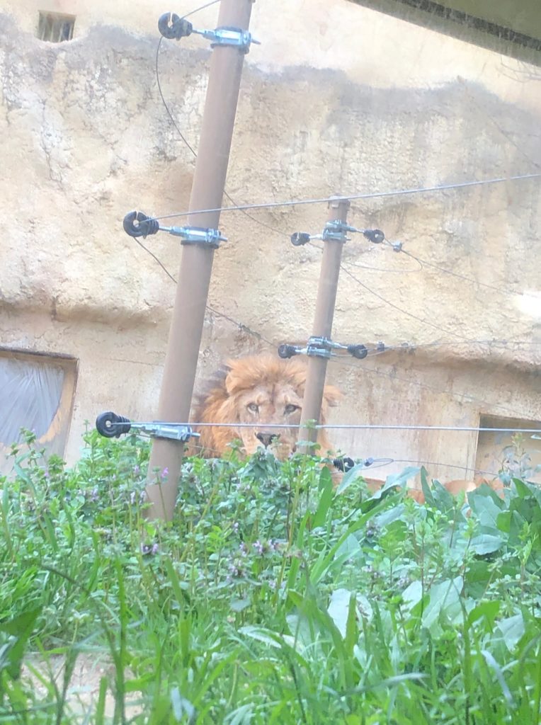 東武動物公園のライオン